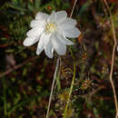 Image of Drosera heterophylla Lindl.