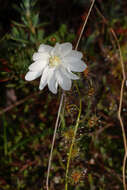 Image of Drosera heterophylla Lindl.