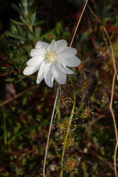 Image de Drosera heterophylla Lindl.