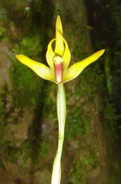 Image of Maxillaria crocea Lindl.