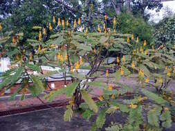 Image of African senna