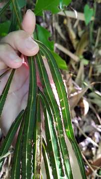 Image of Pteris longipinna Hayata