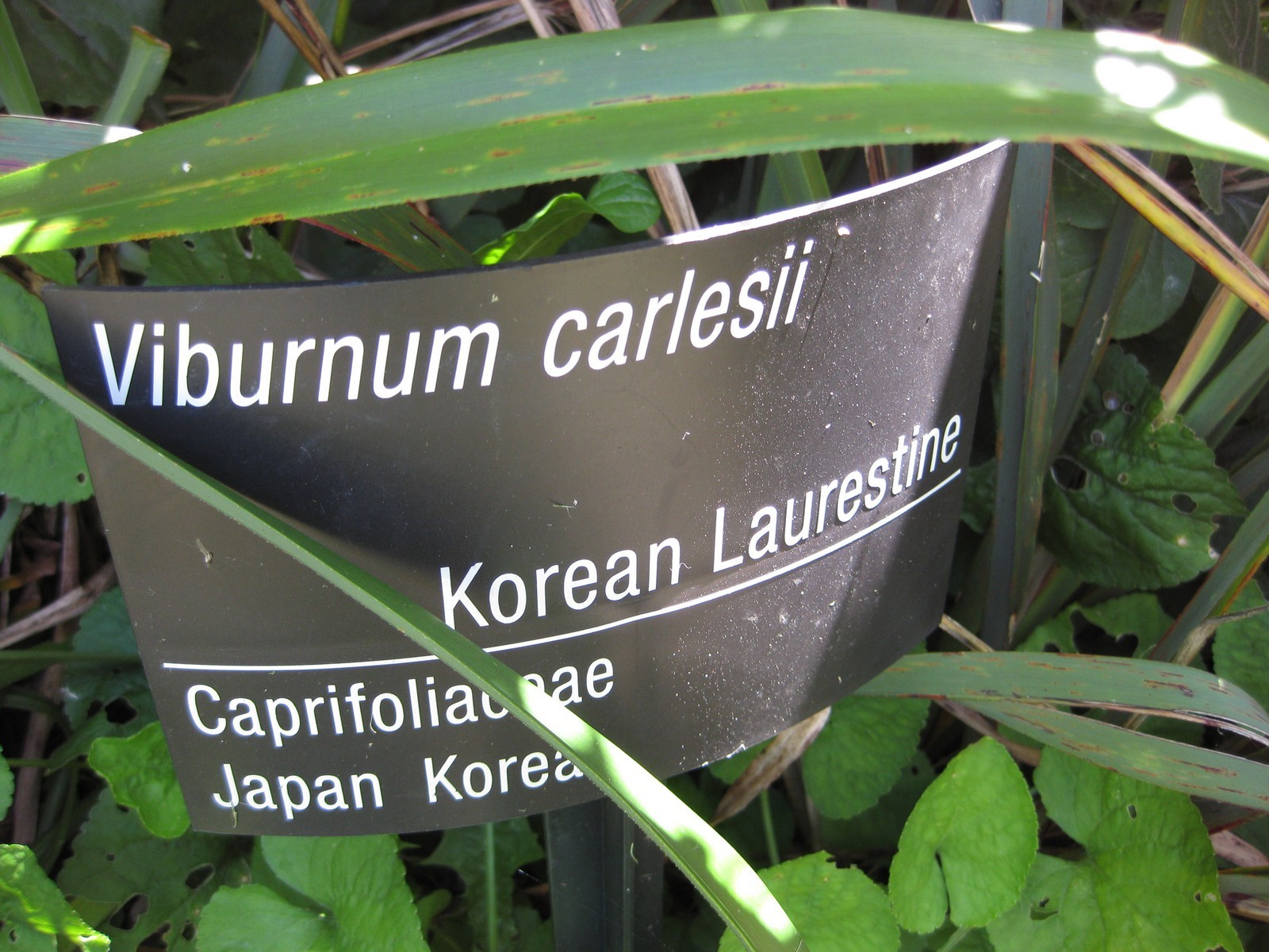 Image of <i>Viburnum carlesii</i>