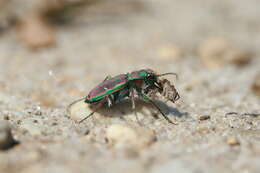 Image of Cicindela (Cicindela) purpurea purpurea A. G. Olivier 1790