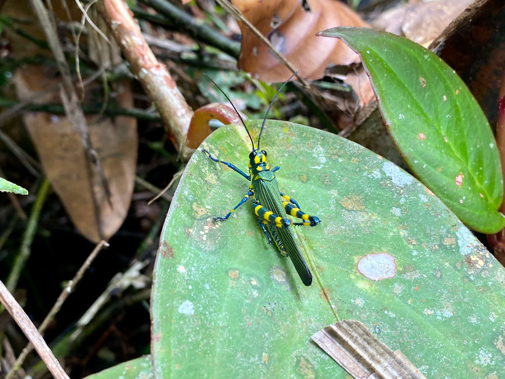 Image of Chromacris psittacus pacificus Roberts, H. R. & Carbonell 1982