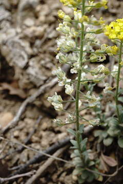 Image of Alyssum calycocarpum Rupr.