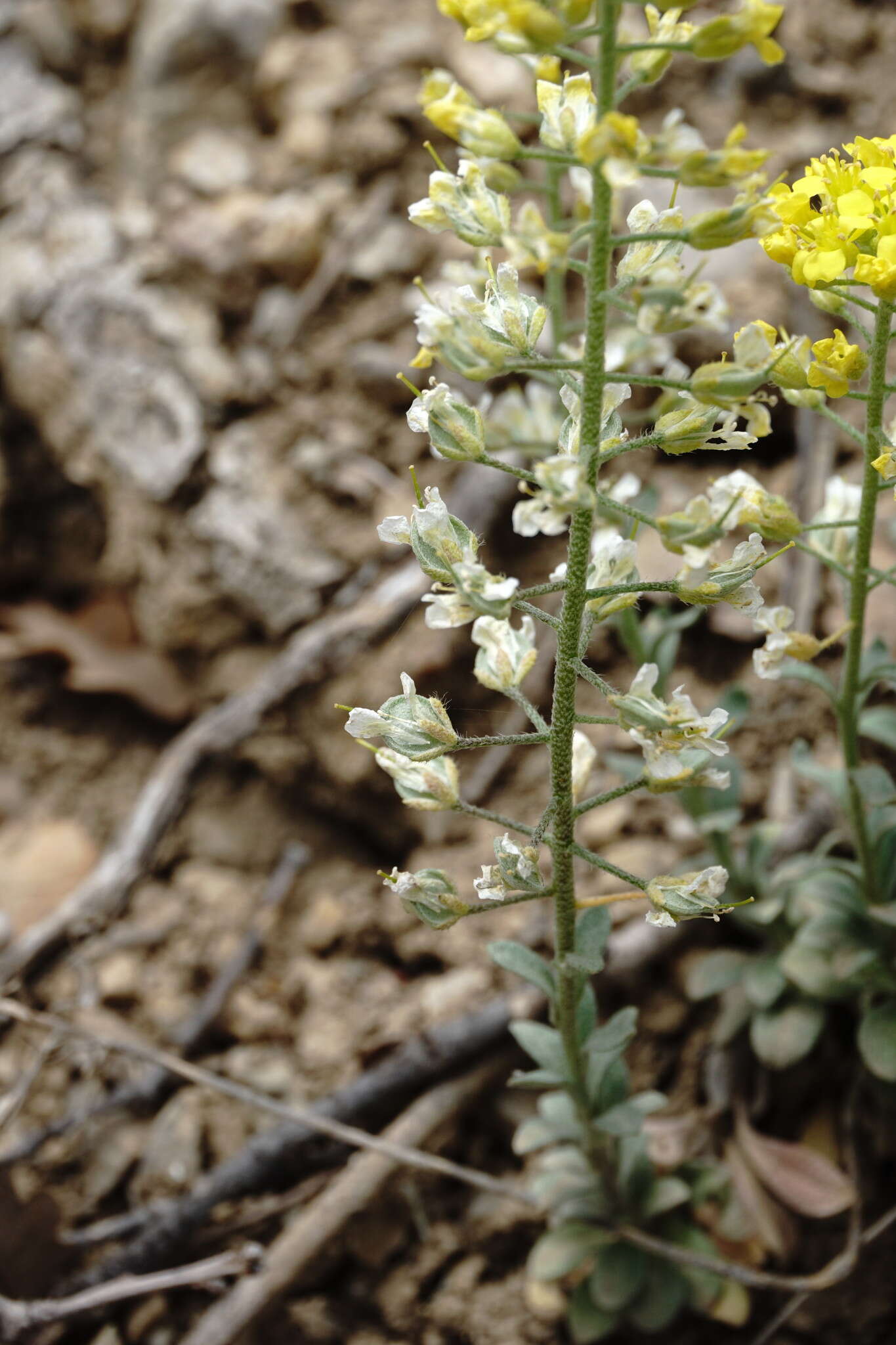 Sivun Alyssum calycocarpum Rupr. kuva