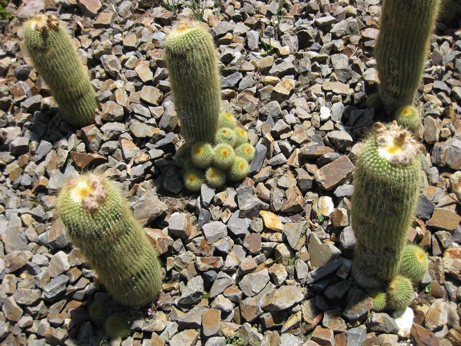 Image of Parodia lenninghausii (F. Haage) F. H. Brandt ex Eggli & Hofacker