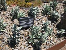 Image of Crassula perfoliata var. minor (Haw.) Rowley