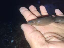 Image of Black blenny