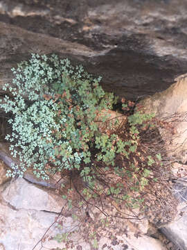 Image of Fendler's false cloak fern