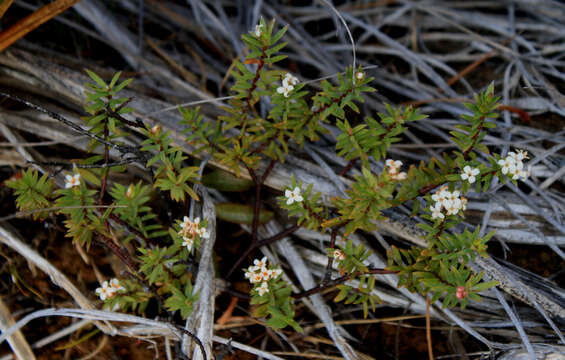 Image of Pimelea suteri T. Kirk