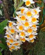 Imagem de Dendrobium thyrsiflorum B. S. Williams