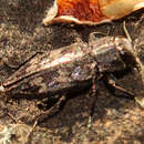 Image of Flatheaded Appletree Borer