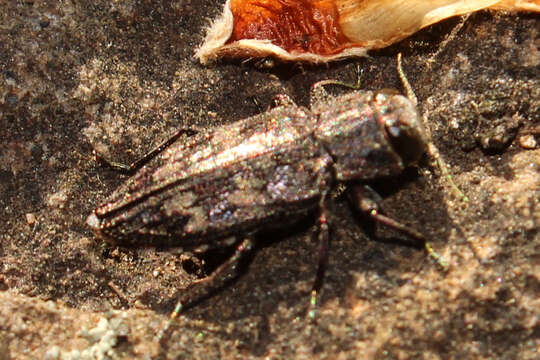 Chrysobothris femorata (Olivier 1790)的圖片