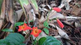 Image of Achimenes pedunculata Benth.