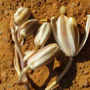 Image of Fibrous slime lily