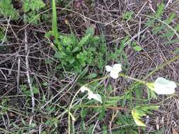 Image of large yellow vetch