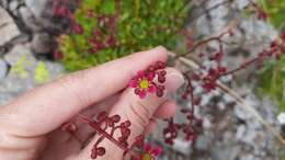 Image of Saxifraga kolenatiana Regel