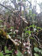 Image of Heuchera longipetala var. orizabensis (Hemsl.) R. A. Folk