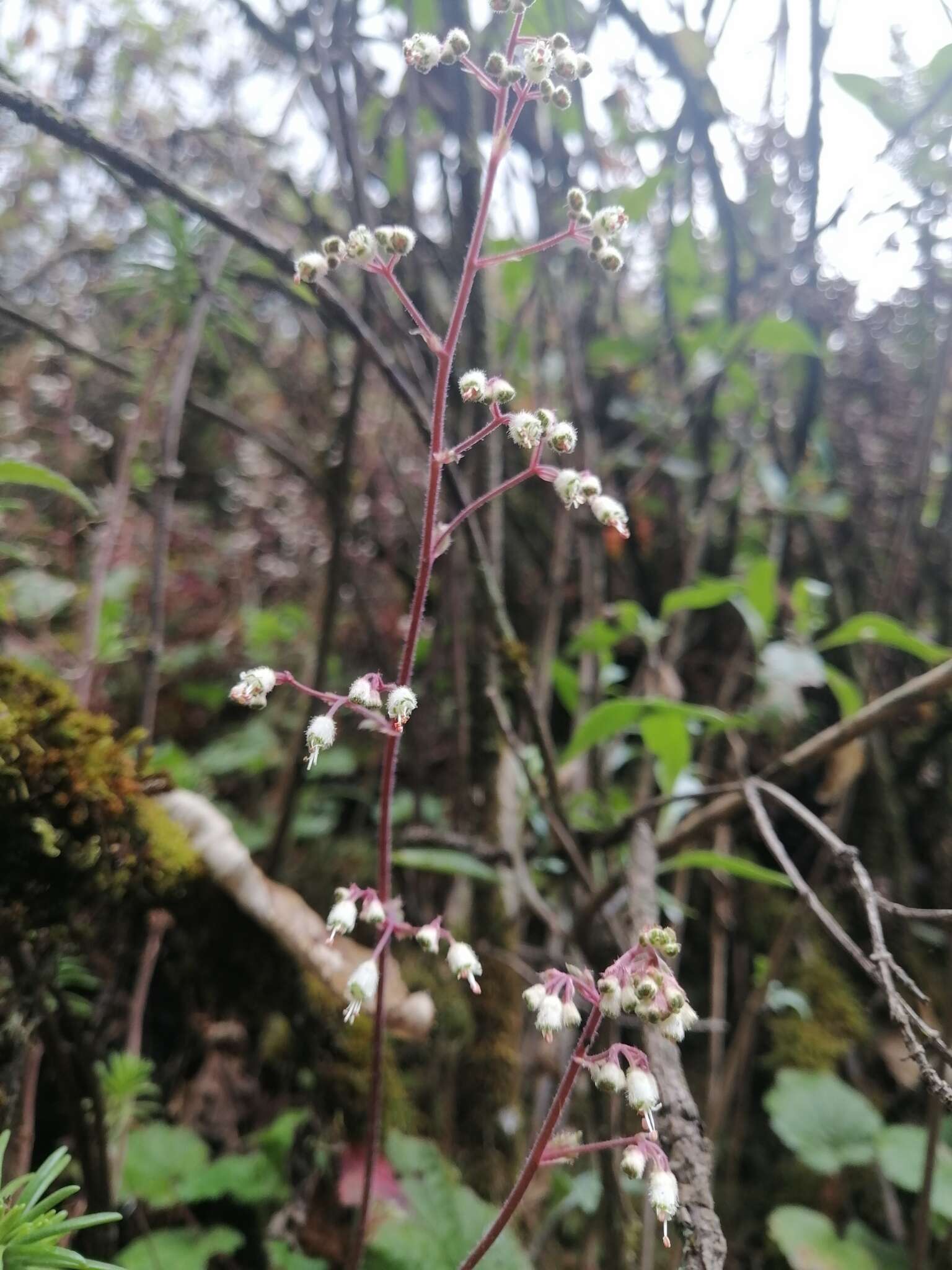 Image of Heuchera longipetala var. orizabensis (Hemsl.) R. A. Folk