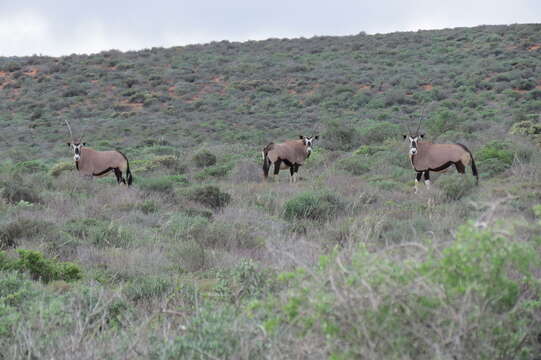 Image of Grazing antelope