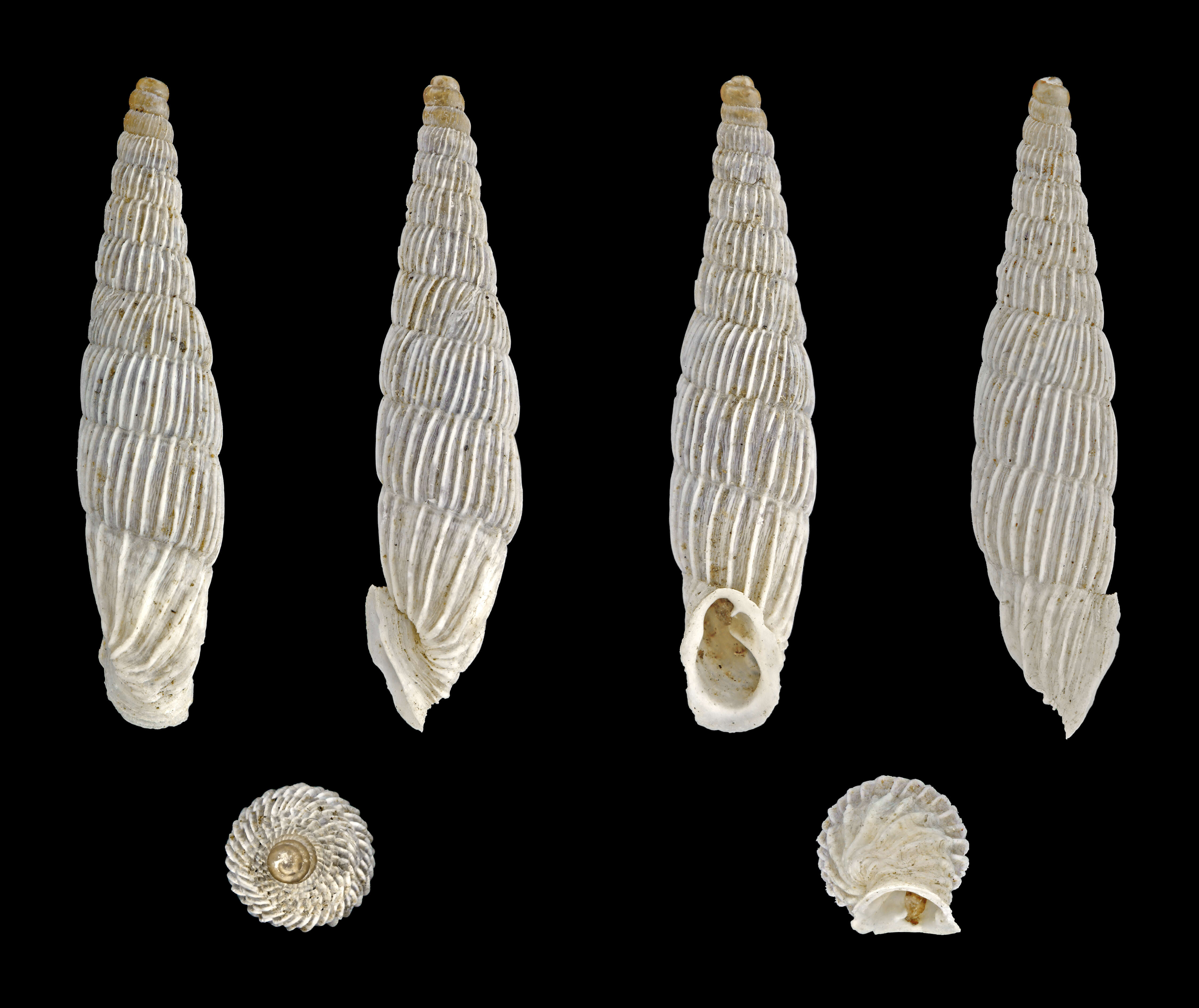 Image of Albinaria lerosiensis (L. Pfeiffer 1841)