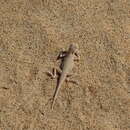 Image of Tajikistan Toadhead Agama