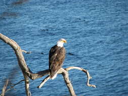 Image of Bald Eagle