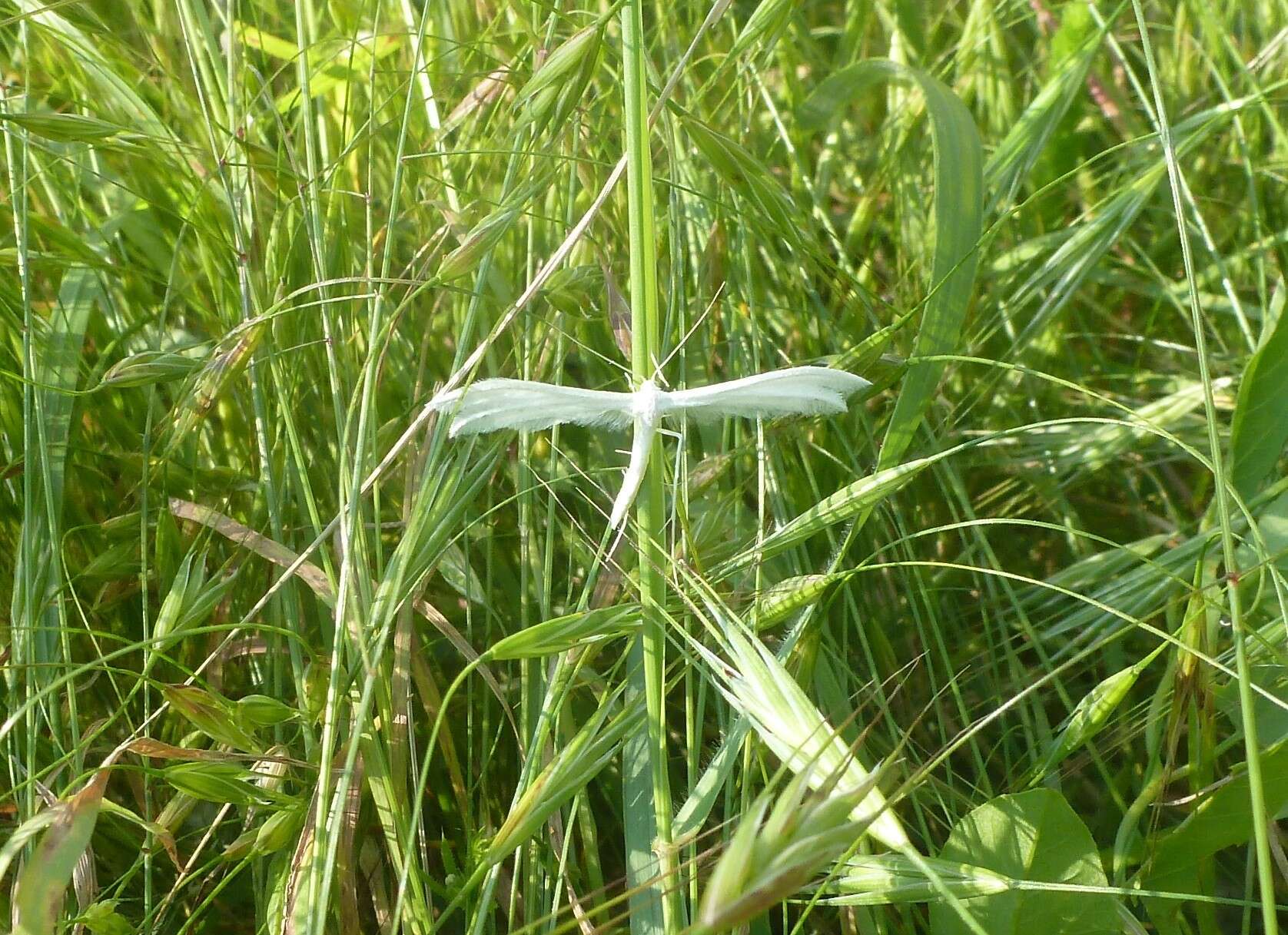 Image of Pterophorus