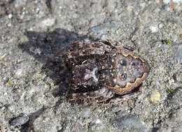 Image of Walnut Orb-Weaver Spider