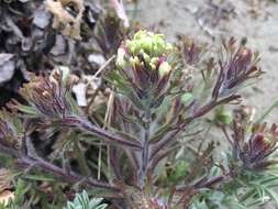 Image of wideleaf Indian paintbrush