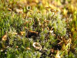 Image of campylopus moss