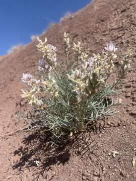 Image of yellow milkvetch