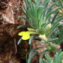 Plancia ëd Ajuga chamaepitys subsp. chamaepitys