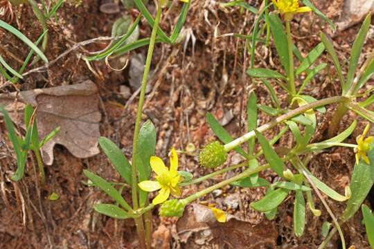 Ranunculus jovis A. Nelson的圖片