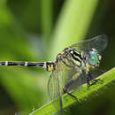 صورة Austrogomphus arbustorum Tillyard 1906