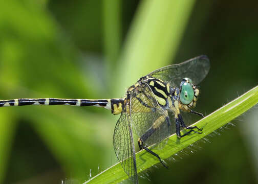 صورة Austrogomphus arbustorum Tillyard 1906