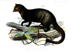 Image of Brown Palm Civet