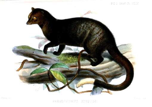 Image of Brown Palm Civet