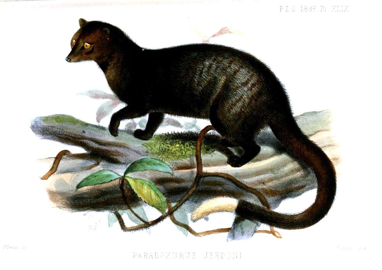 Image of Brown Palm Civet