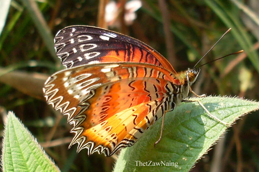 Cethosia biblis tisamena Fruhstorfer 1912 resmi