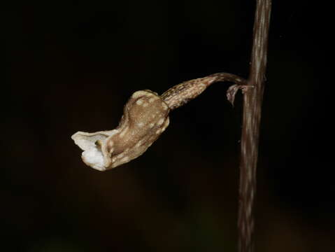 Image of Gastrodia cunninghamii Hook. fil.