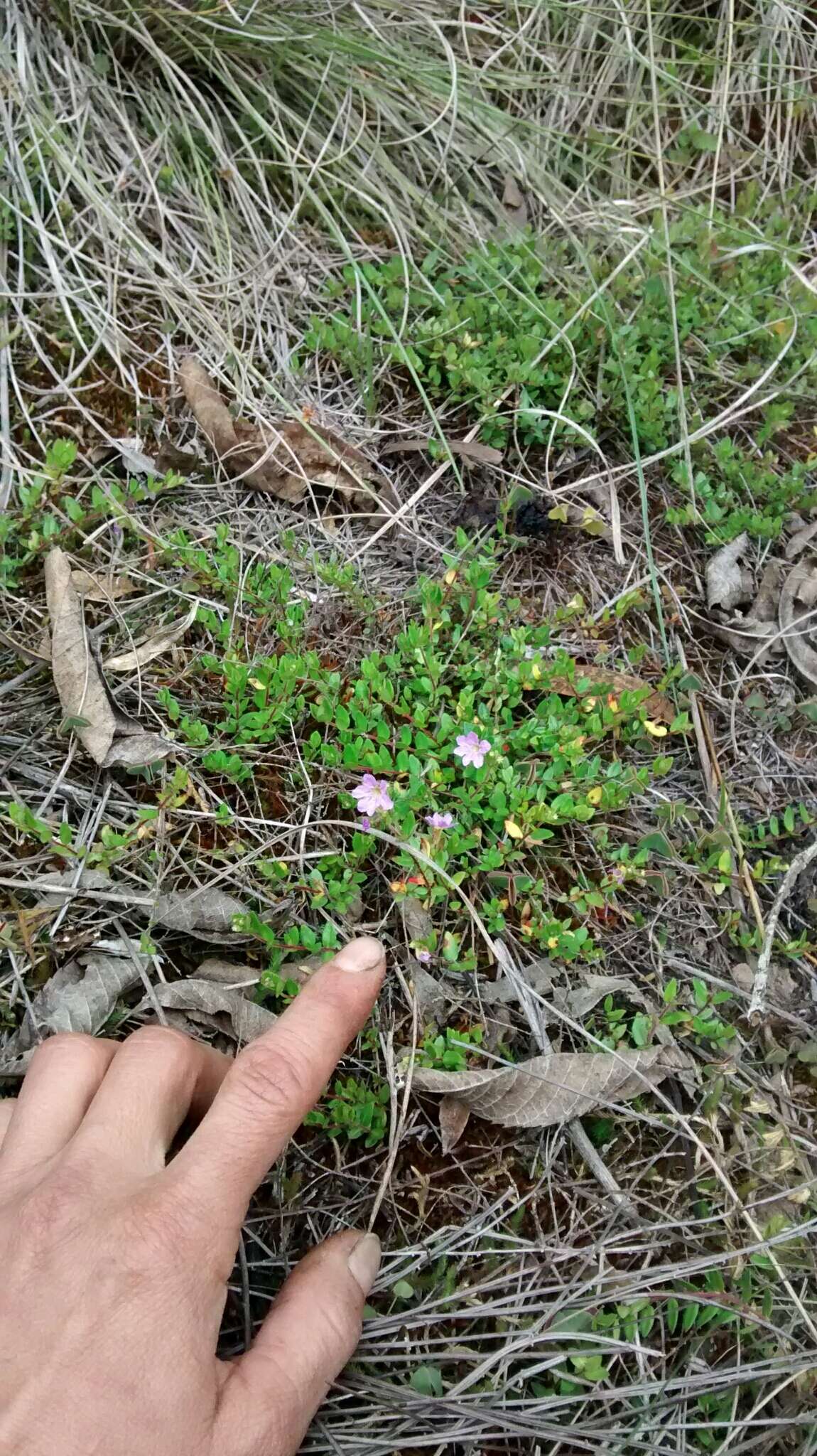 Image of Cuphea ciliata Ruiz & Pav.