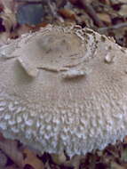 Image of Macrolepiota procera (Scop.) Singer 1948