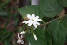 Image de Jasminum multiflorum (Burm. fil.) Andrews