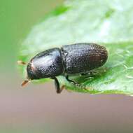 Image de Scolytus rugulosus Ratzeburg 1837