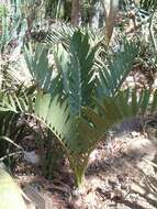 Image of Blyde River Cycad