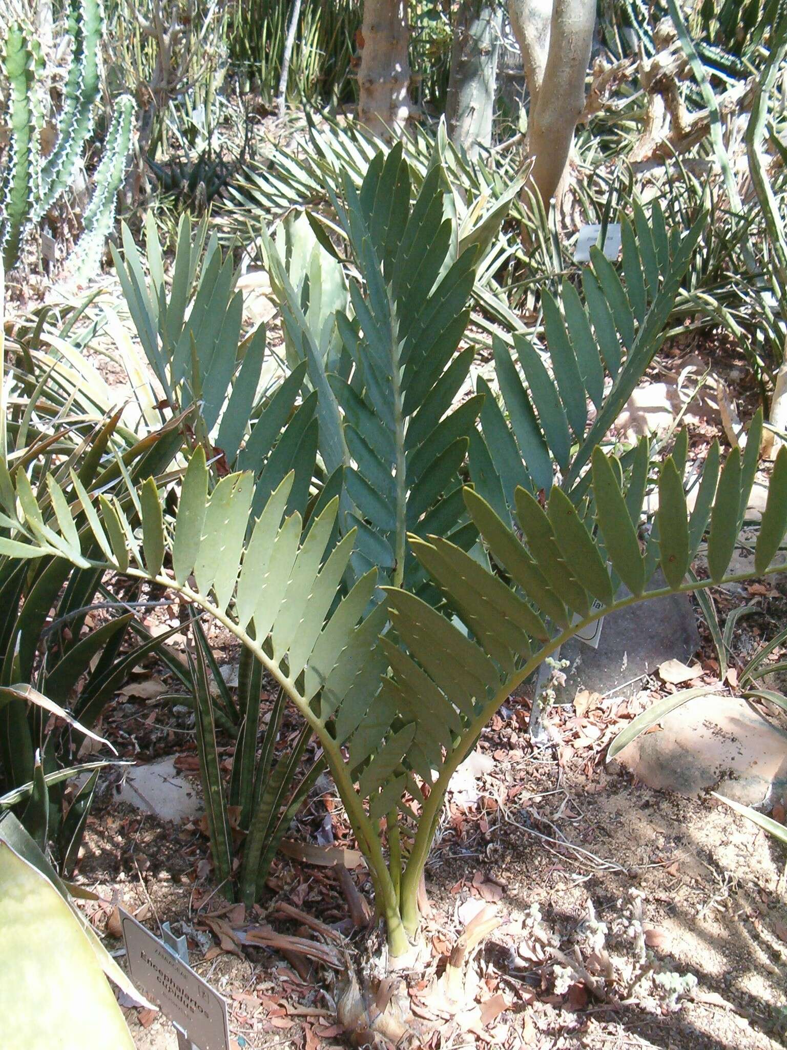 Image of Blyde River Cycad