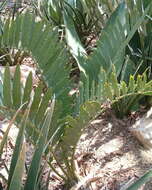 Image of Blyde River Cycad